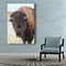 Staring Contest - Bison - Buffalo - Grand Teton National Park - Nature Photography - Wildlife Photography product 3